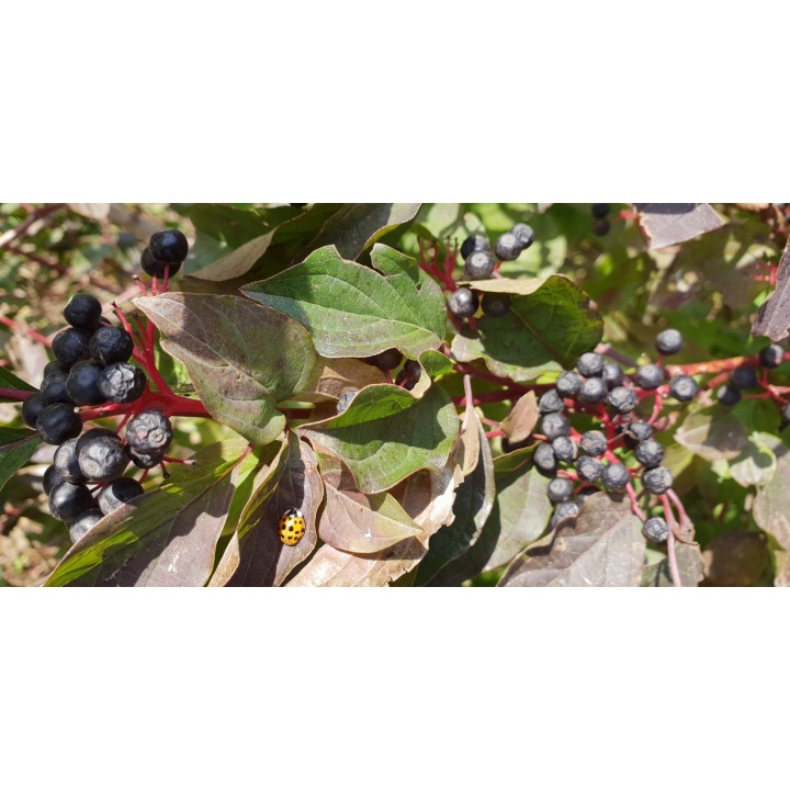 Roter Hartriegel im 1L Topf
