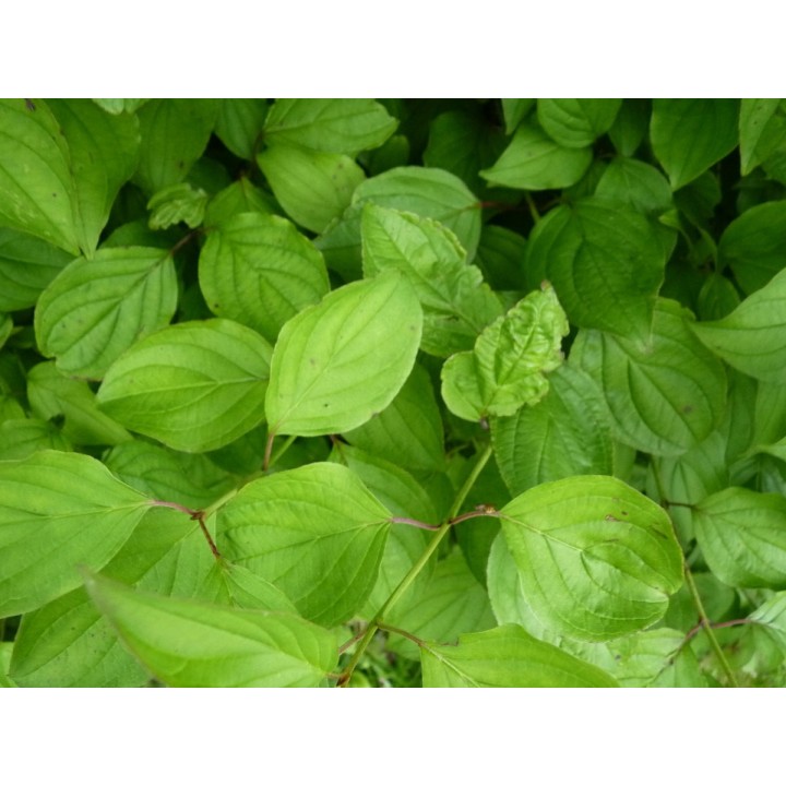 Roter Hartriegel im 1L Topf