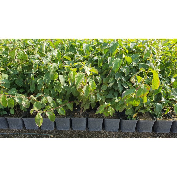 Roter Hartriegel im 1L Topf