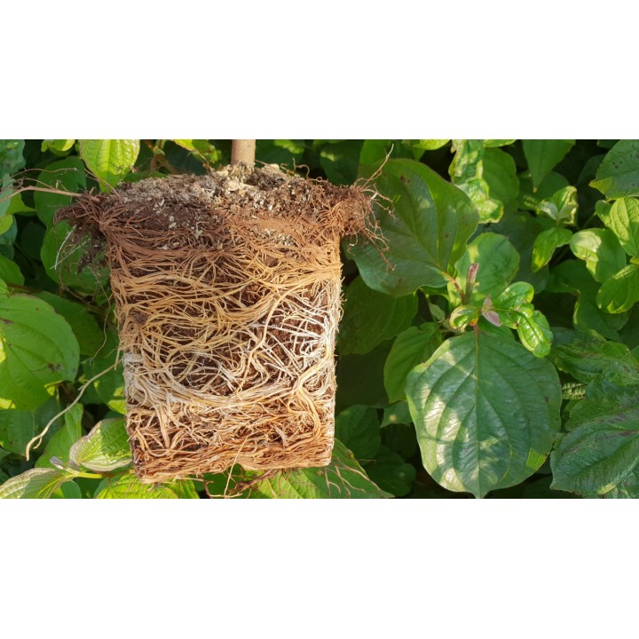 Roter Hartriegel im 1L Topf