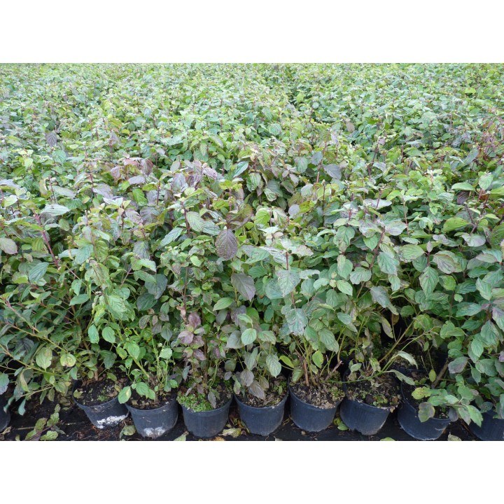 Roter Hartriegel im 1L Topf
