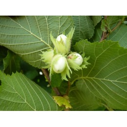 Corylus Avellana - Haselnuss