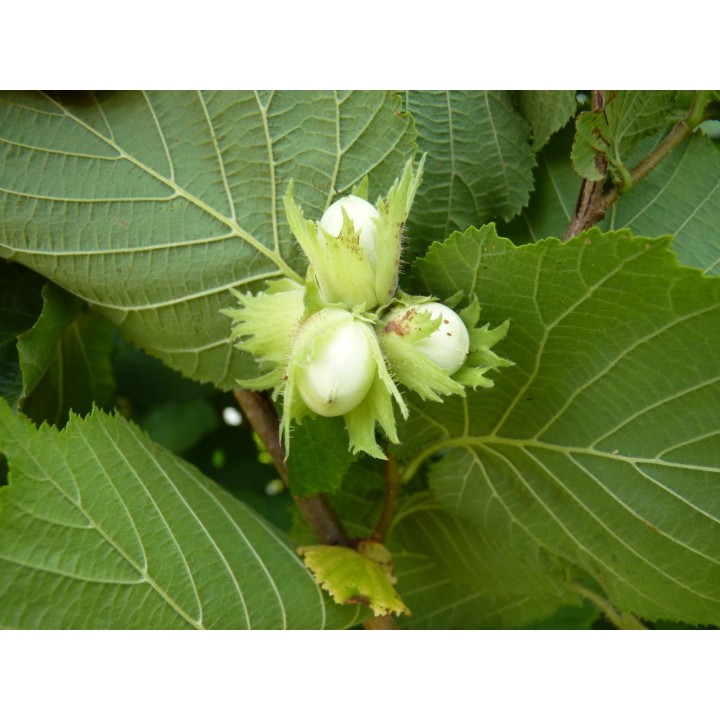 Corylus Avellana - Haselnuss