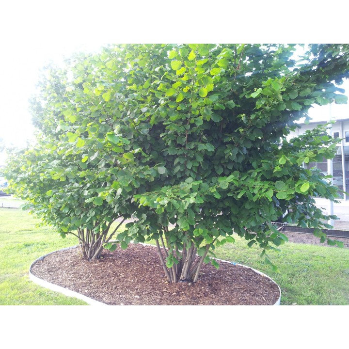 Corylus Avellana - Haselnuss