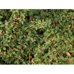 Cotoneaster 'Coral beauty' - Kriechmispel, 30-40cm