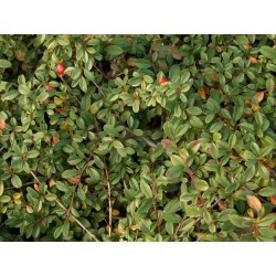 Kriechmispel 'Coral beauty'