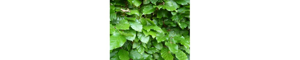 Rotbuche (Fagus sylvatica)