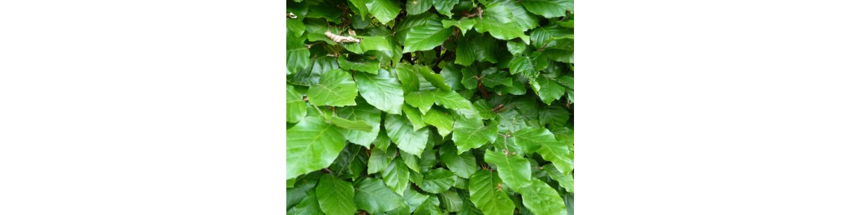Rotbuche (Fagus sylvatica)