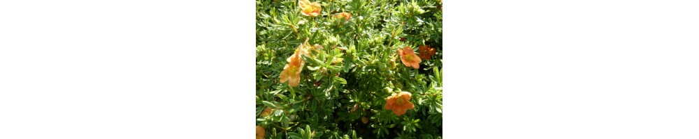 Fünffingerstrauch (Potentilla)