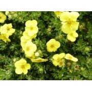 Fünffingerstrauch (Potentilla)