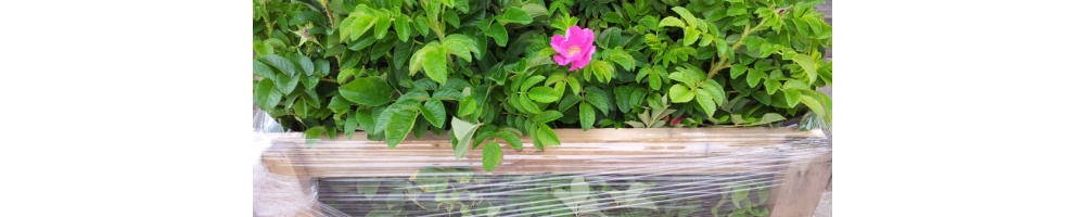 Heckenrose (Rosa rugosa)
