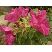 Heckenrose (Rosa rugosa)