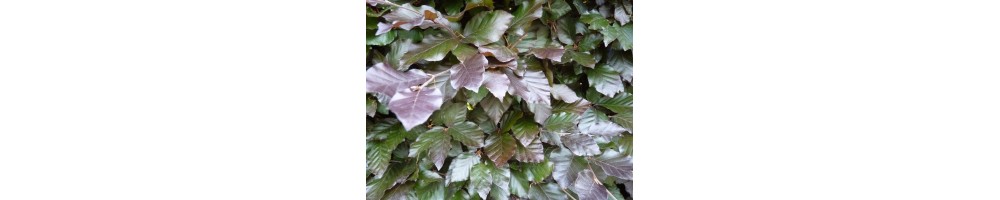 Blutbuche (Fagus atropurpurea)