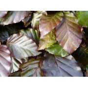 Blutbuche (Fagus atropurpurea)