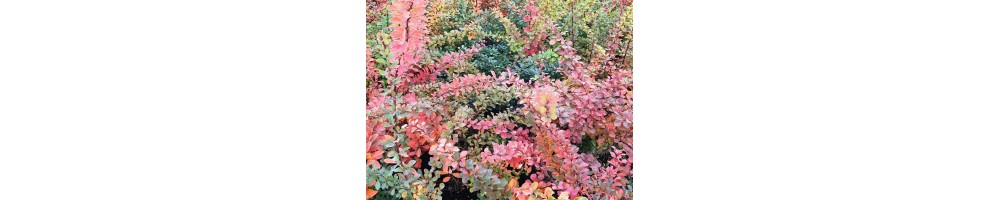 Berberitze (Berberis)