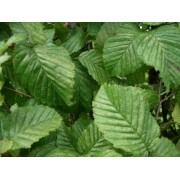 Hainbuche (Carpinus betulus)