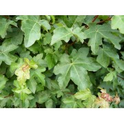 Feldahorn (Acer campestre)