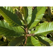 Baum des Jahres