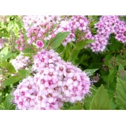 Spierstrauch (Spiraea)