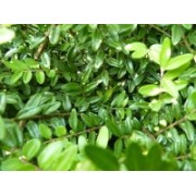 Böschungs- / Heckenmyrte (Lonicera)