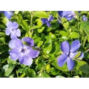 Immergrün - (Vinca)
