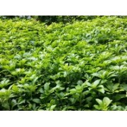 Dickmännchen (Pachysandra)