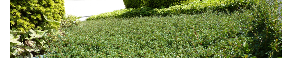 Sortenvergleich Cotoneaster