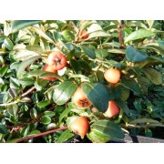 Kriechmispel (Cotoneaster)
