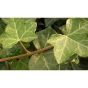 Efeu (Hedera)