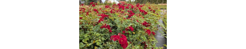 Robuste lang blühende Rosen, mit niedrigem Wuchs.