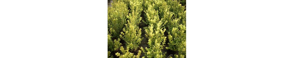 Buxus