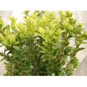Buxus