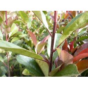 Rote Glanzmispel (Photinia f. Red Robin)