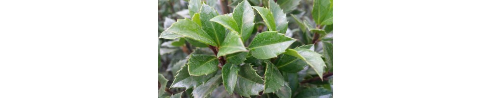 Stechpalme (Ilex)
