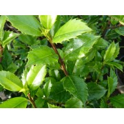 Stechpalme (Ilex)
