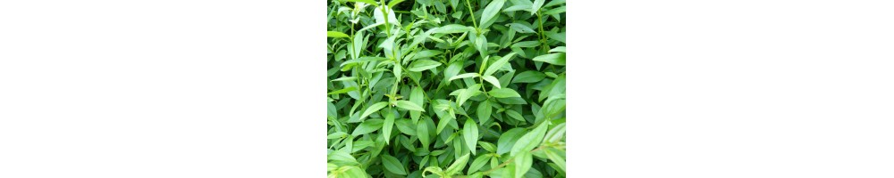 Liguster (Ligustrum)