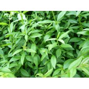 Liguster (Ligustrum)