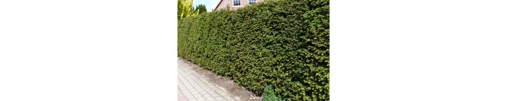 Eibe (Taxus)