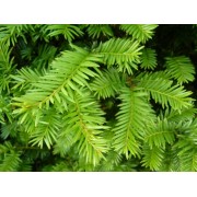Eibe (Taxus)