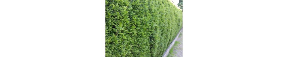 Lebensbaum (Thuja)