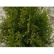 Lebensbaum (Thuja)