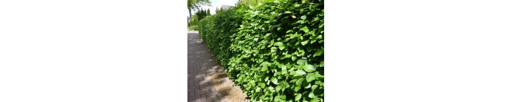 Buche (Fagus)