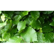 Buche (Fagus)