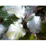 Buntbelaubt
