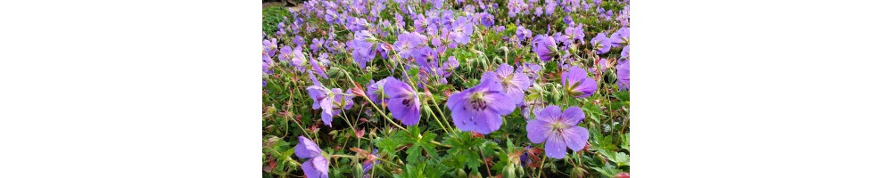 Storchschnabel (Geranium)