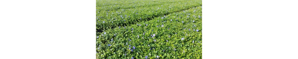 Immergrün (Vinca)