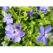 Immergrün (Vinca)