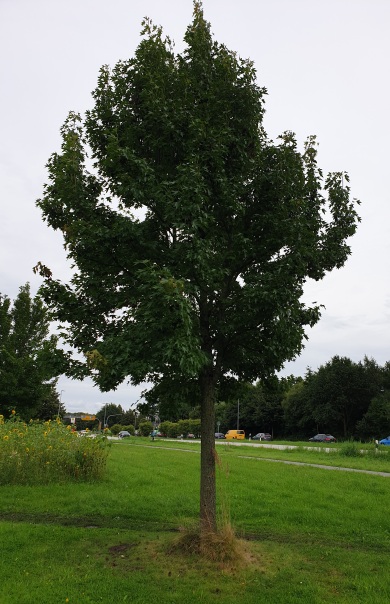 Ahonr (Tilia) , ca. 15 Jahre alt