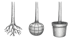 Bäume mit: Wurzel, Ballen, Container