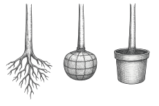 Container-Topf | Ballen | wurzelnackt